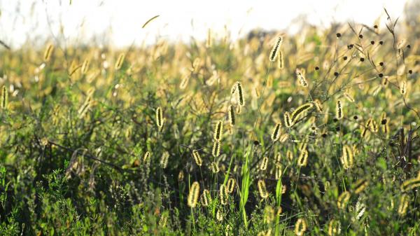 Wild Grass
