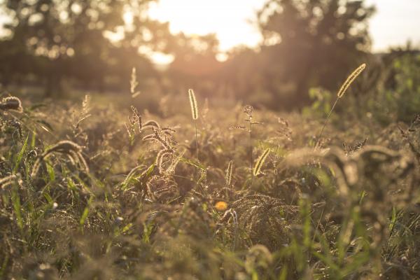 Wild Grass Closeup