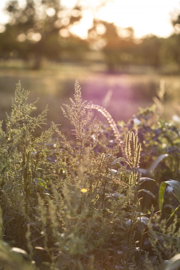 Wild Grass Closeup