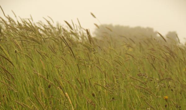 Wild Grass Field