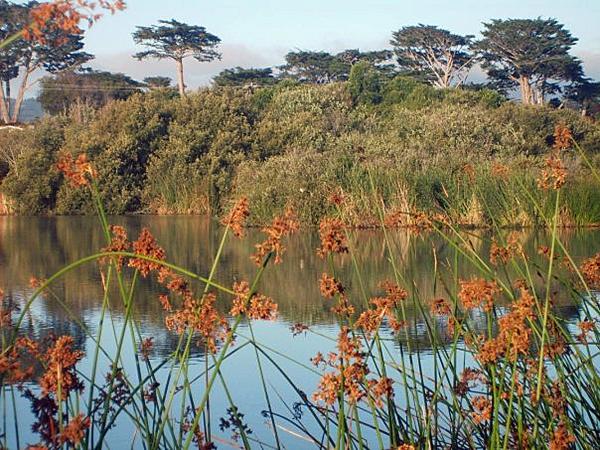 Wild Grass on the Bank