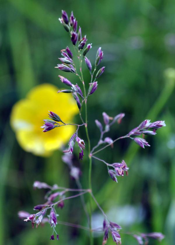 Wild Grass with Flower