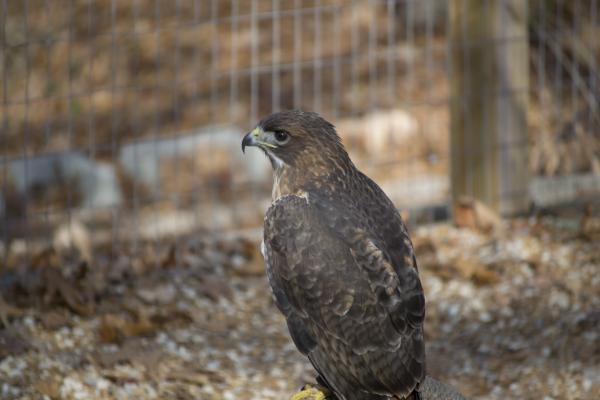 Wild Hawk