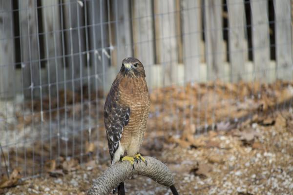 Wild Hawk