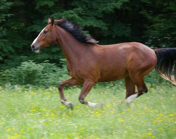 Wild Horse
