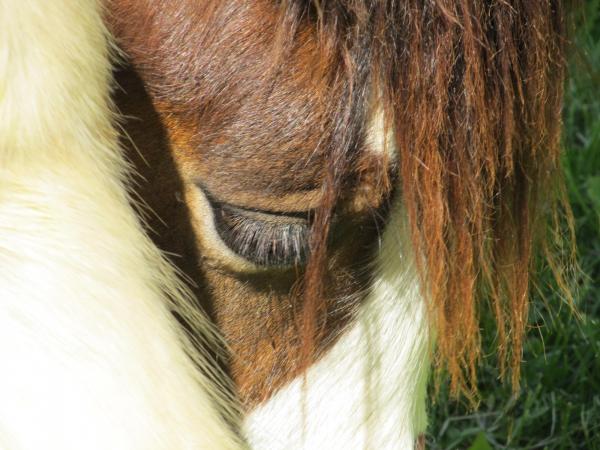 Wild Horse