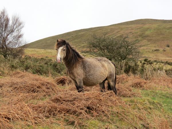 Wild Horse