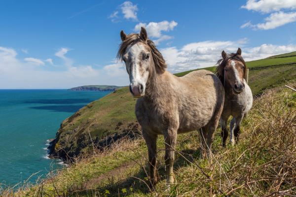 Wild Horses