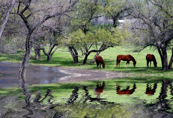 Wild Horses