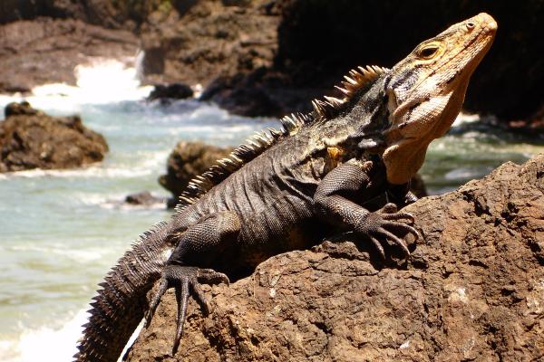 Wild Iguana