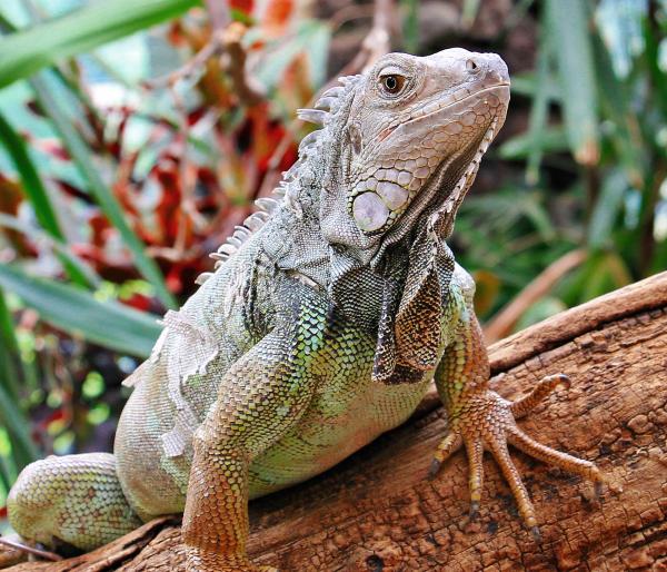 Wild Iguana