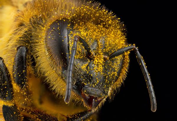 Wild Insect Closeup