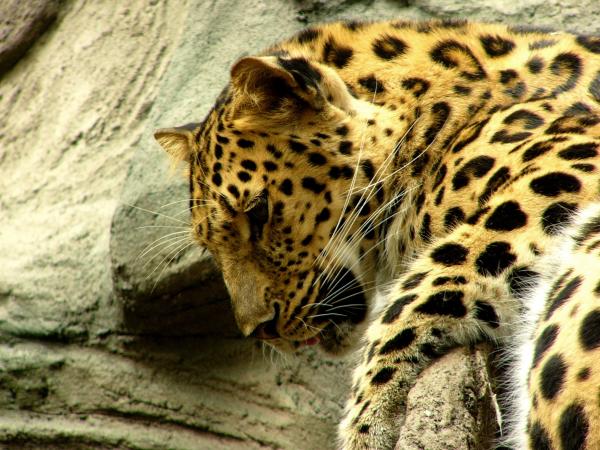 Wild Leopard
