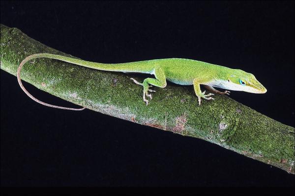 Wild Lizard