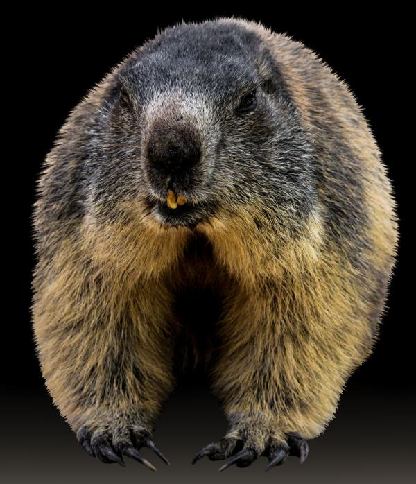 Wild Marmot