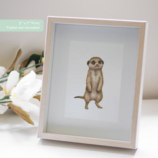 Wild Meerkat