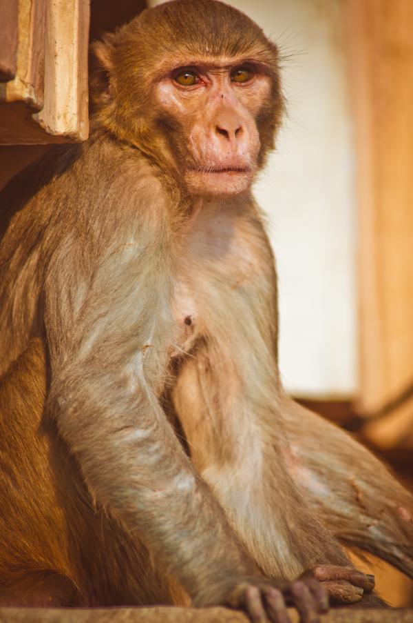 Wild Monkey