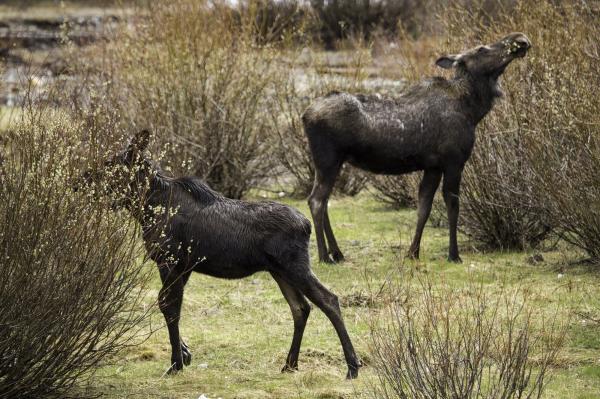 Wild Moose