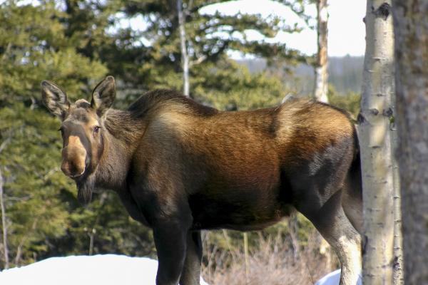 Wild Moose