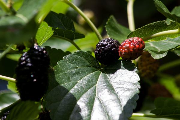 Wild Mulberries