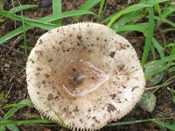 Wild Mushroom