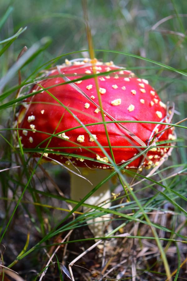 Wild Mushroom