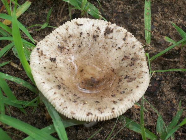 Wild Mushroom