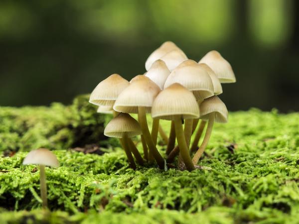 Wild Mushroon