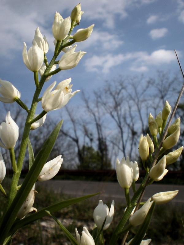 Wild orchid