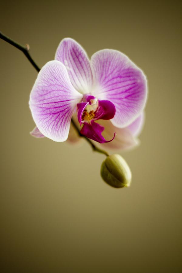 Wild Orchid