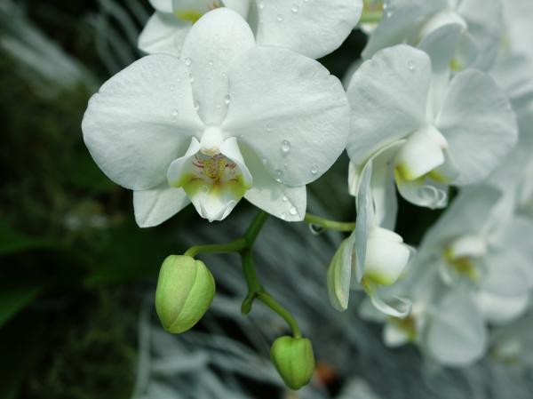 Wild Orchids