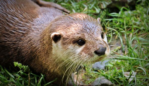 Wild Otter