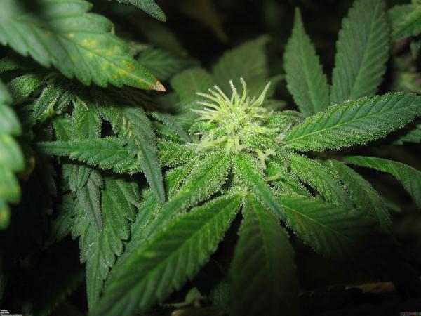 Wild plant