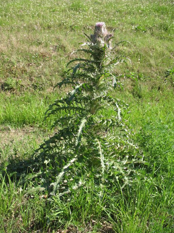 Wild Plants