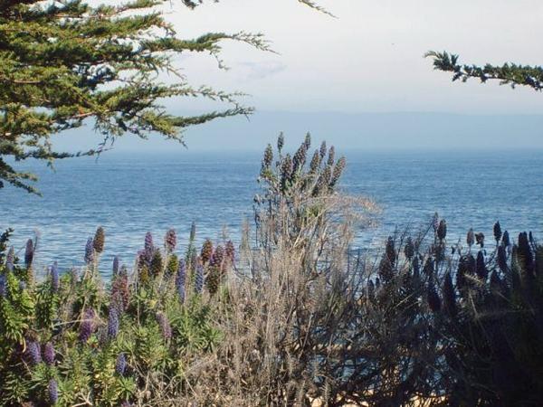 Wild Plants on the Shore