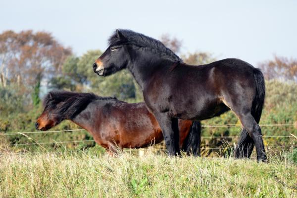 Wild Ponies