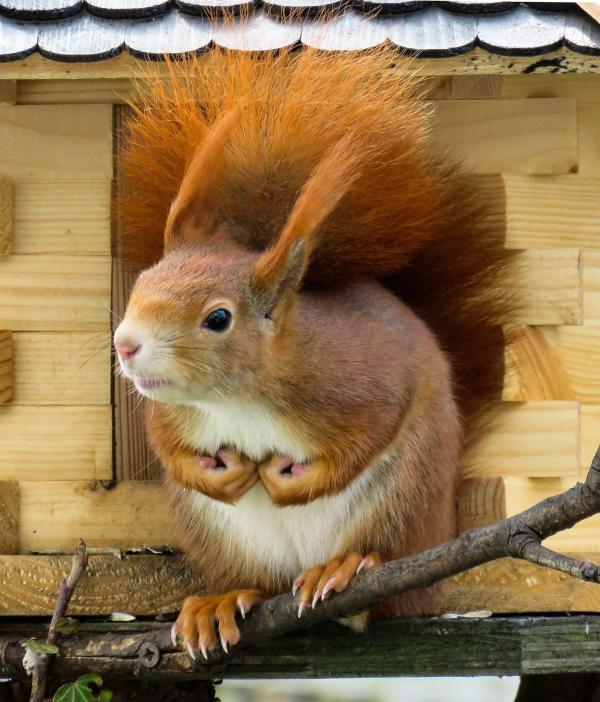 Wild Squirrel