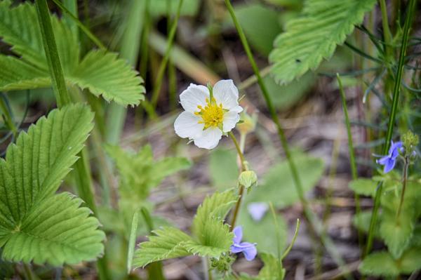 Wild Strawberry Plant Blossom