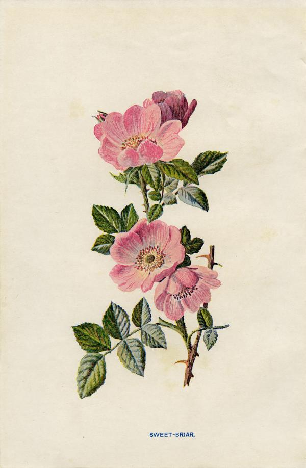 Wild sweet briar