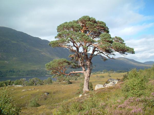 Wild Trees