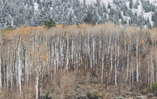 Wild Trees