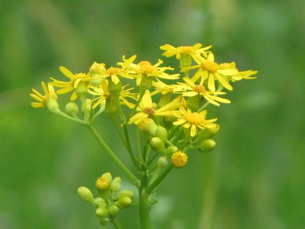 Wild yellow flowers