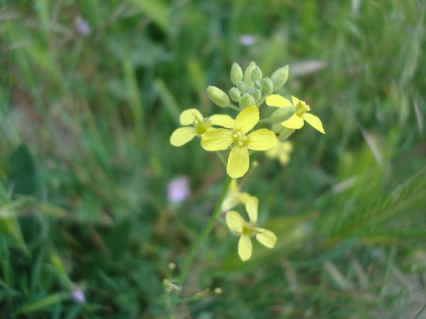 Wild yellow flower