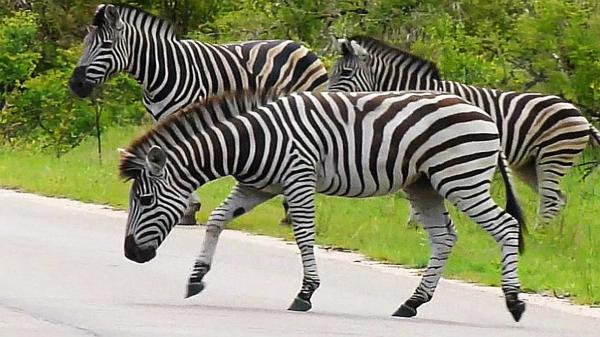 Wild Zebra