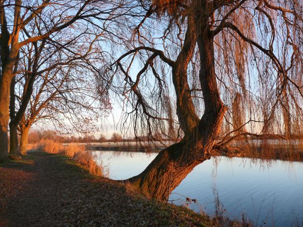 Willow