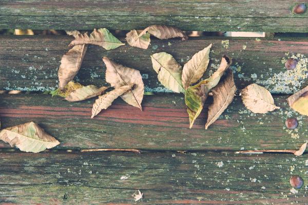 Wilted Leaves on Brown Wooden Surface