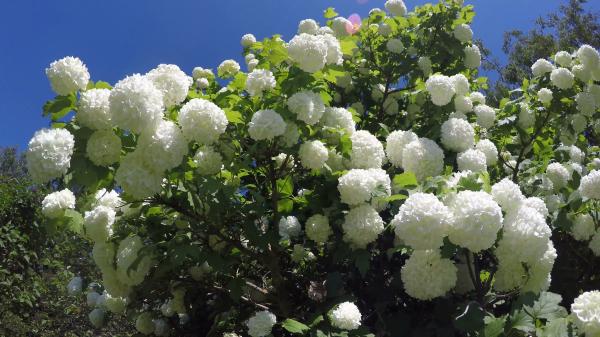 Wind Bush