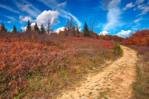 Winding Autumn Dolly Sods Trail - HDR