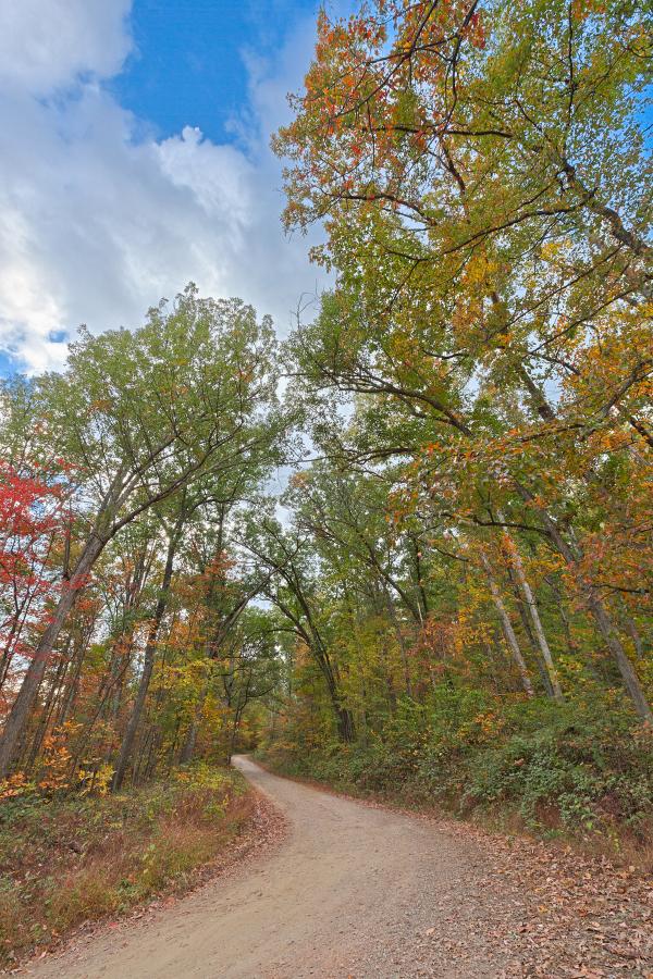 Winding Autumn Forest Road  - HDR