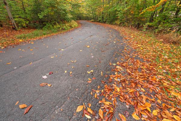 Winding Autumn Forest Road - HDR